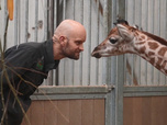 Replay Naissances extraordinaires au zoo - S1E4 - Singe, girafon et tapir