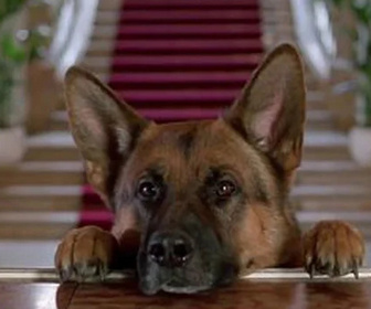 Replay Rex, chien flic - Meurtre à la carte