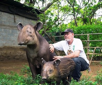 Replay Le tapir, jardinier des forêts tropicales - GEO Reportage
