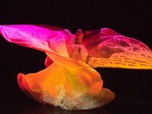 Replay Entrez dans la danse - Loïe Fuller - Danser la lumière