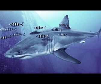 Replay Des plongeurs filment le premier grand requin blanc en Méditerranée