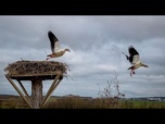 Replay Roumanie : nouvel effort de conservation des cigognes blanches