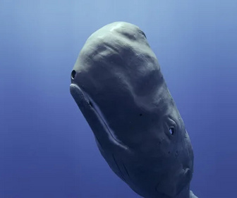 Caméras espions au coeur des océans replay
