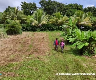 Replay Positive Outre-mer - Guadeloupe : l'agriculture s'adapte face à l'urgence climatique