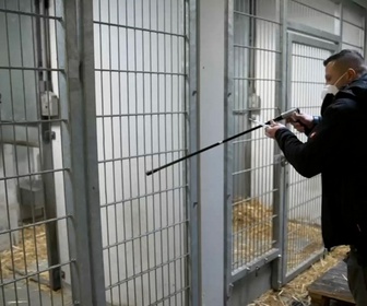 Replay Le lion Tajo chez le dentiste : d'abord, l'anesthésie