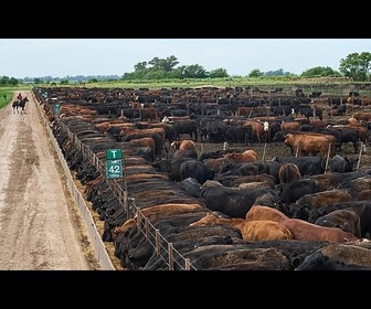 Replay Mercosur : le Parlement adopte des mesures de protections pour les agriculteurs