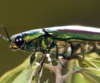 Replay Les insectes - Les vrais maîtres de la Terre