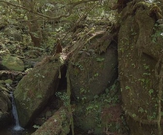 Replay Yakushima, la forêt enchantée - Merveilles de la nature