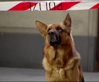 Replay Rex, chien flic - Itinéraire meurtrier