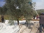 Replay ARTE Journal - Sud du Liban : récolte des olives sous occupation israélienne