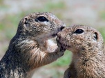 Replay Le spermophile, rongeur des steppes