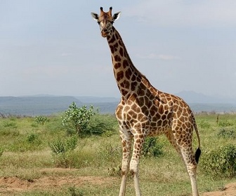Replay Kenya, des girafes pour la paix - 360° Reportage
