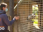 Replay Une saison au zoo - S13 E33