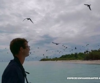 Replay Positive Outre-mer - Espèces envahissantes à Tétiaroa