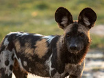 Replay Sur la piste des chiens sauvages d'Afrique - 26/08/2026