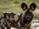 Replay Sur la piste des chiens sauvages d'Afrique