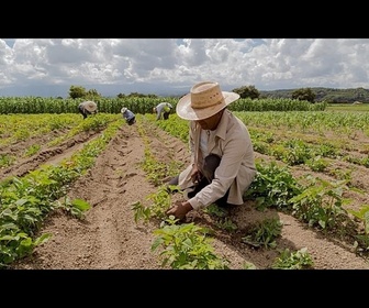 Replay ONU : la crise énergie-engrais entretient l'inflation alimentaire