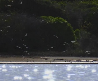 Replay Caraïbes sauvages, les rivages de la biodiversité