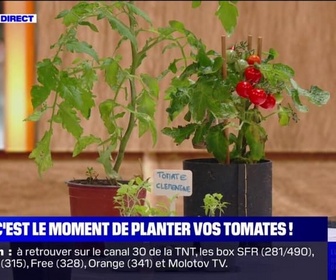 Replay C'est votre vie - La saison pour planter ses tomates a commencé