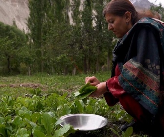 Replay Focus - Pakistan : la vallée du Hunza, joyau touristique, menacée par le réchauffement climatique