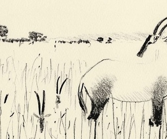 Replay Invitation au voyage - 04/11/2025 - Au Kenya, dessine-moi des animaux