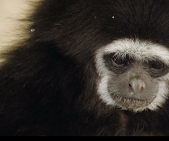 Replay Élément Terre, le reportage - En Inde, les habitants vivent avec les gibbons au-dessus de leurs maisons pour les protéger