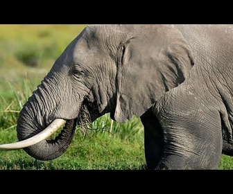 Replay Trois semaines après, le zoo de Beauval s'apprête à accueillir un nouvel éléphanteau