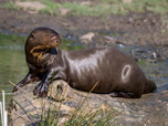 Replay Dora, la jeune loutre géante