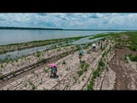 Replay El Niño : des températures estivales supérieures à la normale presque partout, alerte l'OMM