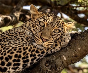 Replay Le berceau de la savane - Rivière Mara, quand les sabots se taisent (1/2)