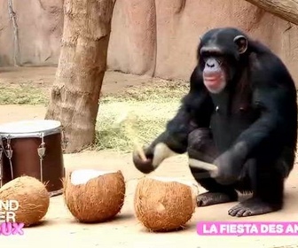 Replay Le grand bêtisier des animaux - Émission 4