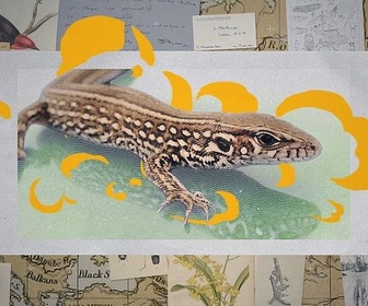 Replay Les nouveaux défis de l'évolution - Darwin express
