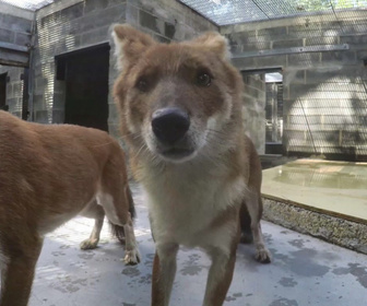 Replay Au cœur du zoo de New York - S4E9 - Chiens errants