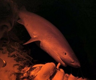 Replay River monsters - Les tueurs des abysses - P2