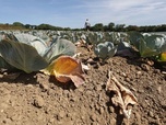 Replay 28 minutes - Sécheresse historique : l'agriculture française en péril ?