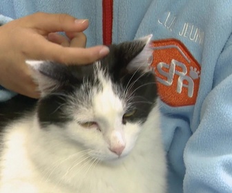 Replay Animaux à adopter - Arlo et Shazam