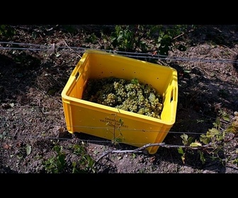 Replay France: vendanges du champagne anticipées à cause de la canicule
