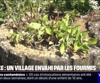 Replay Week-end première - 1.000 habitants et des millions de fourmis: le village de Petit-Landau en Alsace est envahi par une espèce invasive de fourmis