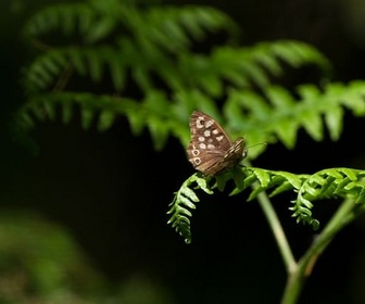 Replay Les super résistants - Les papillons !!! Ces super-héros de la nature