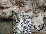 Replay Léopards et tortues marines - Oman sauvage