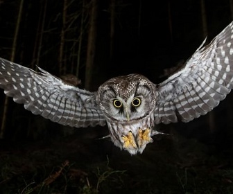 Replay Forêts : le peuple de la nuit