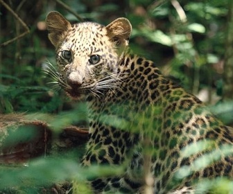Replay Kui Buri, un écrin sauvage en Thaïlande