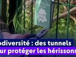 Replay On a de l'info - Biodiversité : des tunnels pour protéger les hérissons