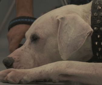 Replay Chiens et chats sans collier - Liens fragiles, coeurs ouverts