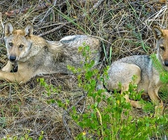 Replay Avec les loups - Le monde secret des animaux