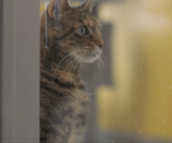 Replay Chiens et chats sans collier - Faits l'un pour l'autre