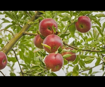 Replay À la découverte du berceau des pommes dans les forêts sauvages de ce pays