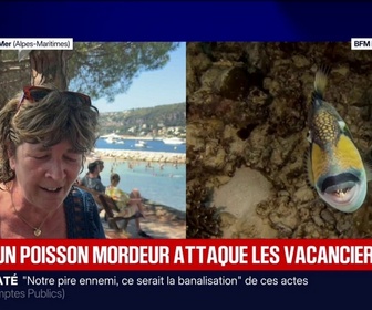 Replay BFM Première - Alpes-Maritimes: les baigneurs confrontés au baliste, surnommé le poisson mordeur