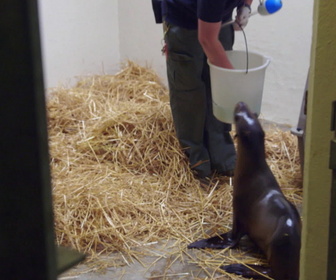 Replay Au cœur du zoo de New York - S3E1 - Ils grandissent si vite