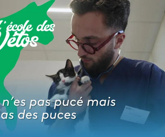 Replay A l'école des vétos - Tu n'es pas pucé mais tu as des puces